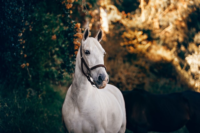 White horse close up