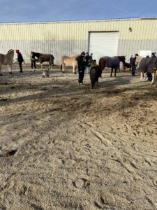 Equine Therapy 2