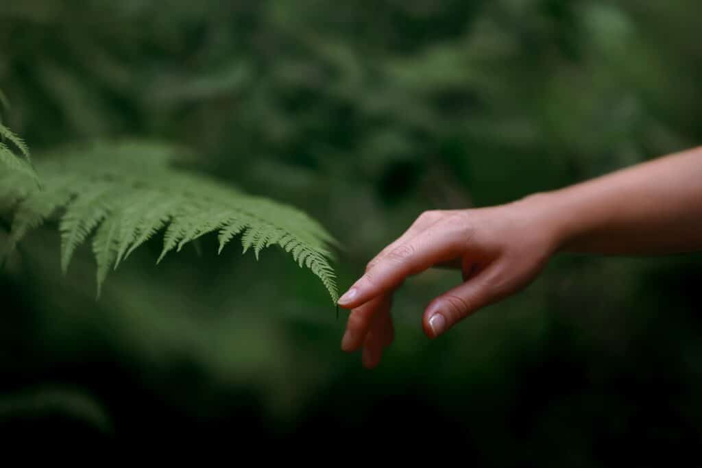 A close-up shot of a person touching a leaf