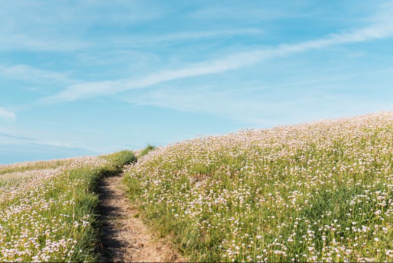 Dirt path through a patch of wildflowers with a blue sky in the distance